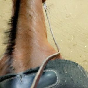 Meet your Posher, Vivian